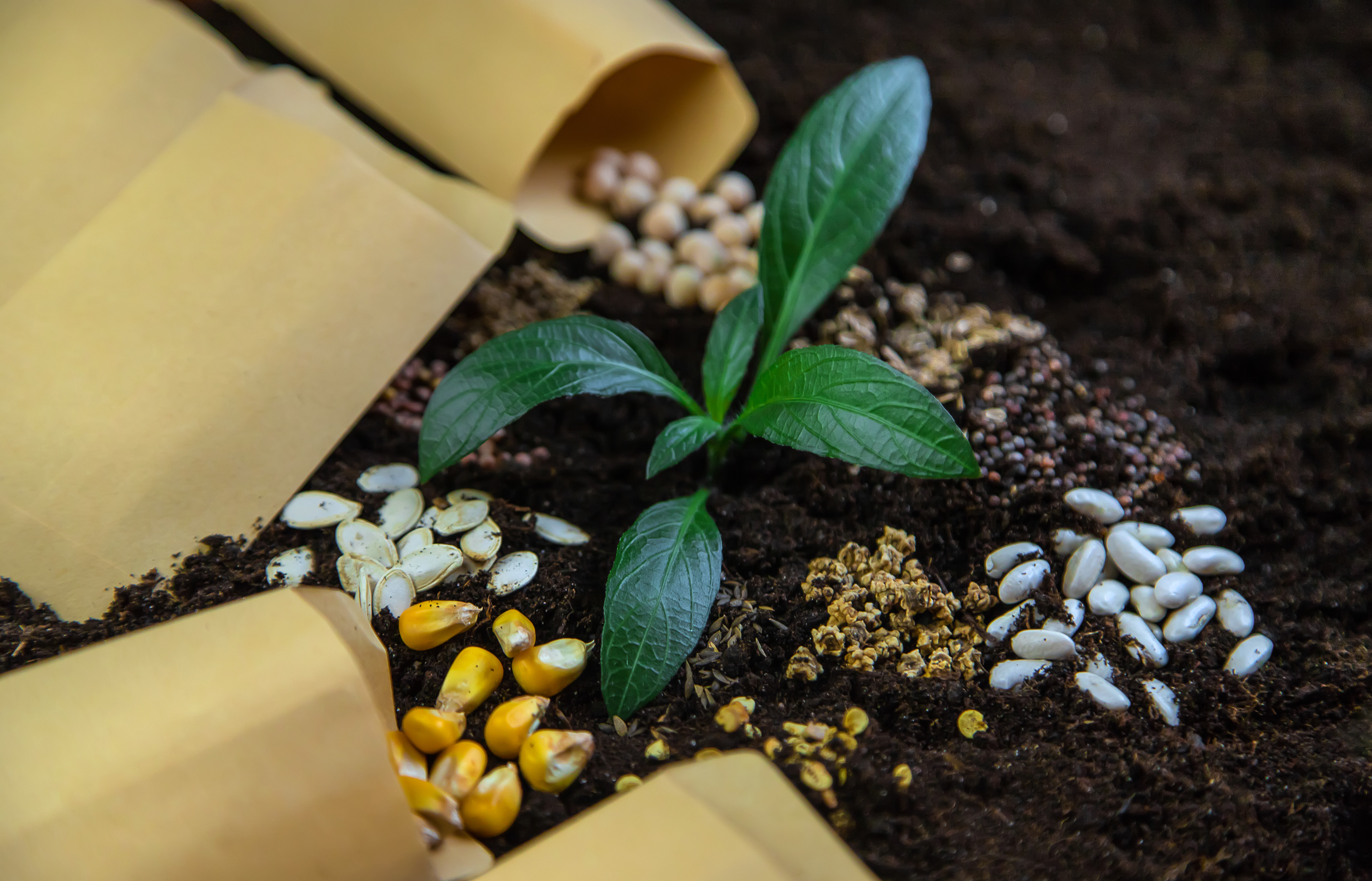 More funds needed for R&D in climate-resilient seeds